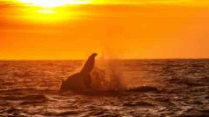 Wildlife buffs on quest to see humpback whales