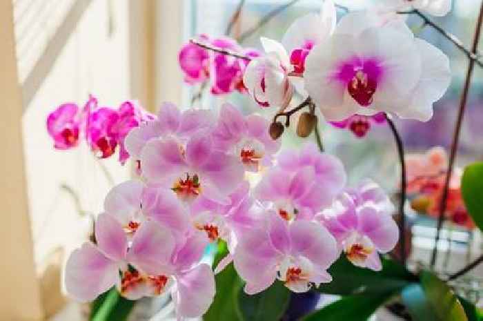 Peace lilies and orchids will grow more spring flowers using 'free' fertiliser