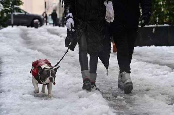 Vet shares when it's too cold to walk your dog and key signs of hypothermia to look out for