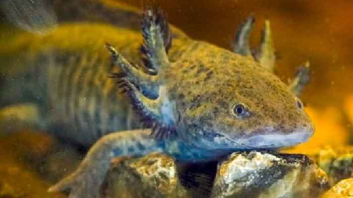 Ancient deity, pet, endangered species: Axolotl is Mexico's most beloved amphibian 