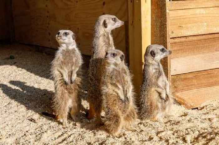 The free Essex petting zoo where you can see axolotls, llamas and meerkats