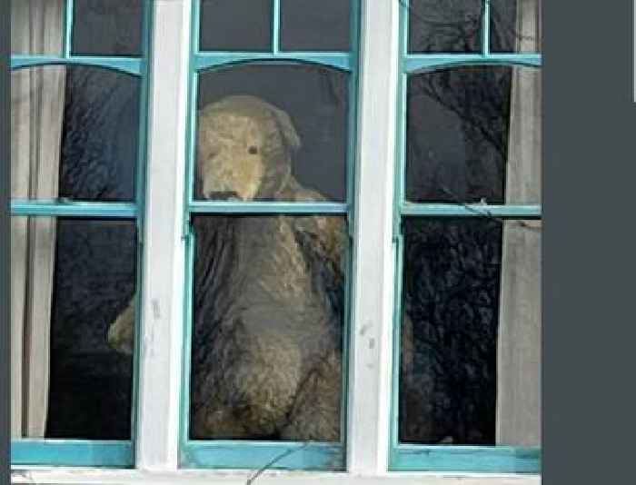 The huge teddy bear in a window overlooking a Kent park who was loved by generations