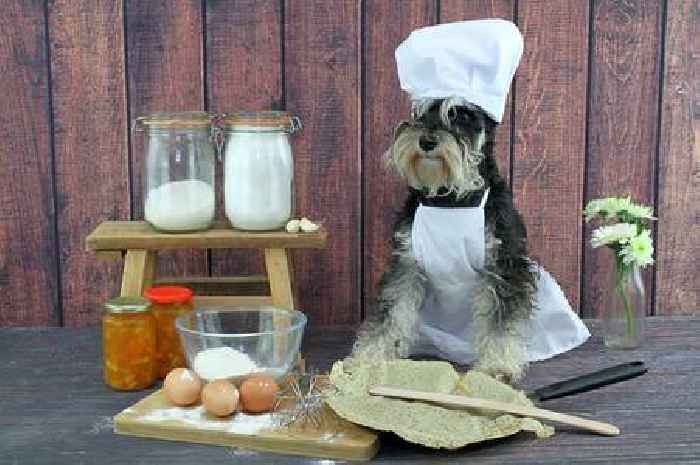 How to make Pancake Day dog-friendly - including deadly ingredients to avoid