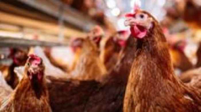 Third suspected bird flu case discovered in County Tyrone