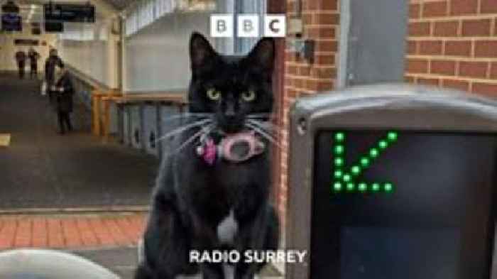 The Weybridge cat that caught a train to Waterloo