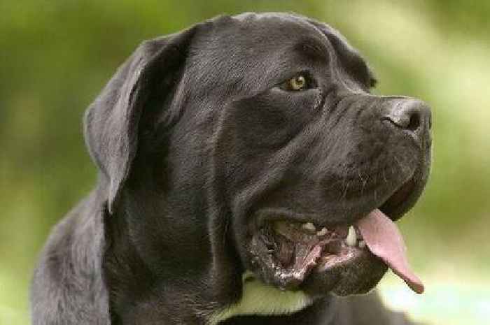 Trainer defends Cane Corsos and names 'worst behaved' type of dog