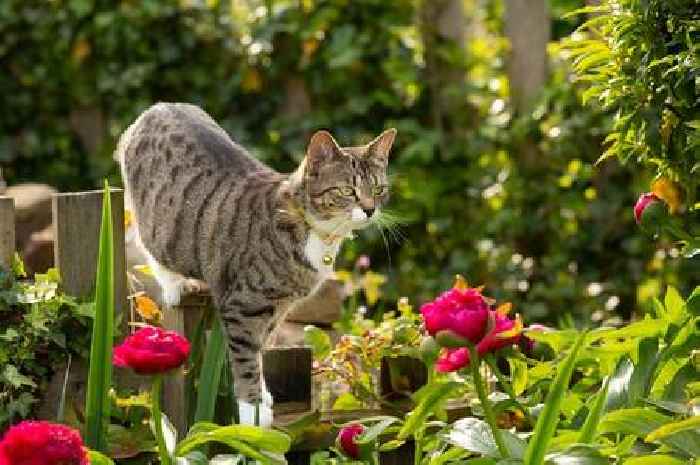 Experts ward off unwanted cats from gardens with two household items they swear by