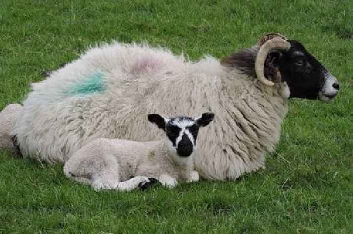 Deadly virus spread by midges wipes out 90 newborn lambs from farmer's 150 flock