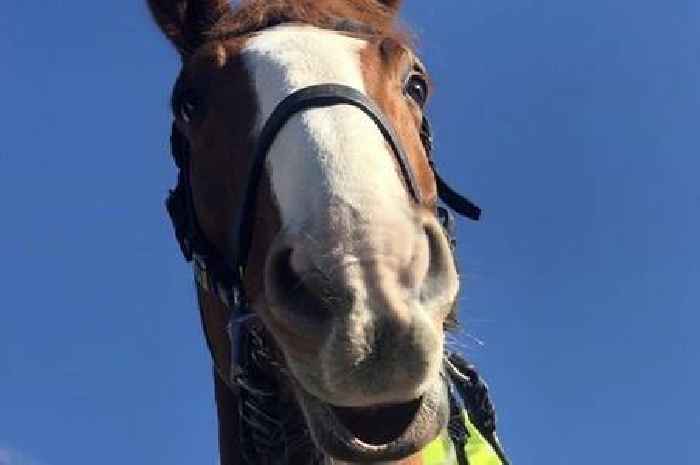 'Superstar' Welsh police horse Rubin dies suddenly