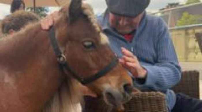 Miniature horse in demand after award win