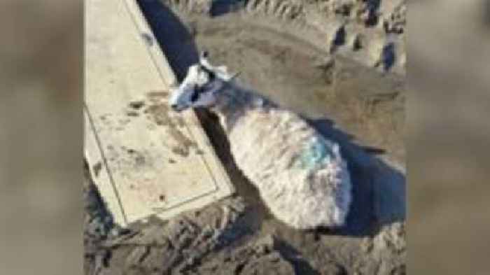 Spooked sheep saved after getting stuck in the mud