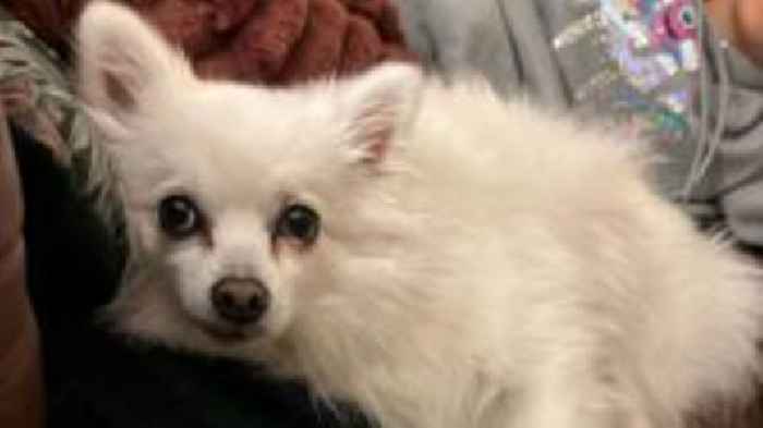 Laws must change says owner of mauled small dog