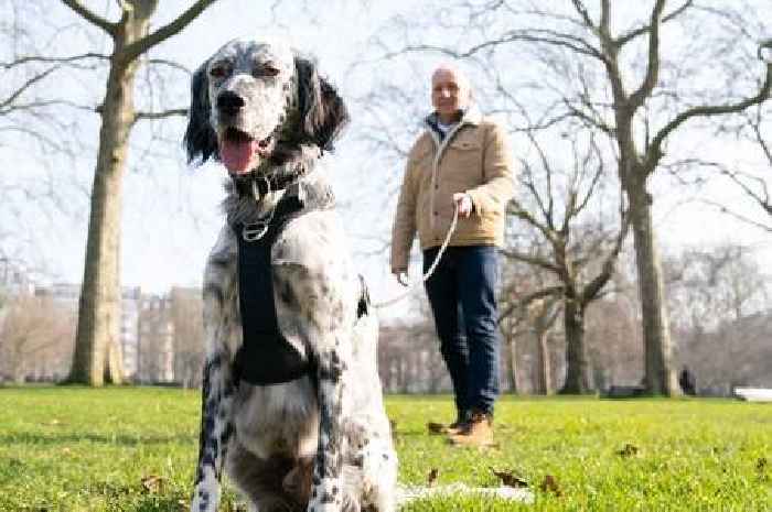 Inspirational dog who supported grieving owner shortlisted for prestigious Kennel Club award