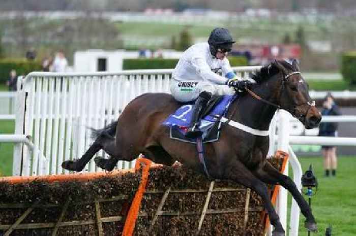 Constitution Hill in 'frightening' pre Cheltenham display as superstar lights up Nicky Henderson’s face