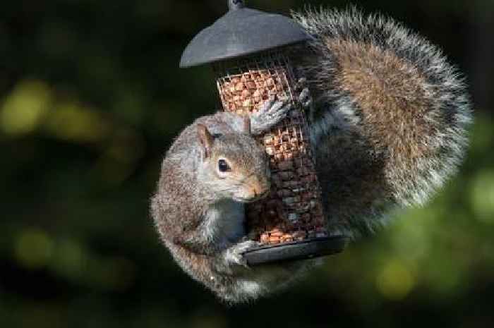 Gardeners told to hang soap in gardens now to help birds