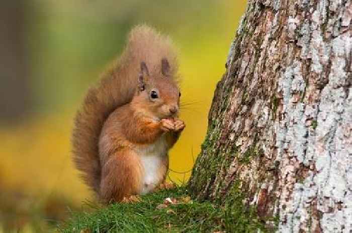 Scotland's red squirrels at risk as lethal virus spreads further north