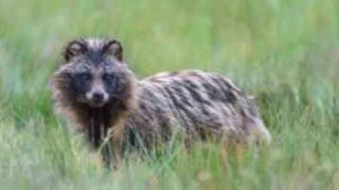 Search for raccoon dog on the loose for weeks