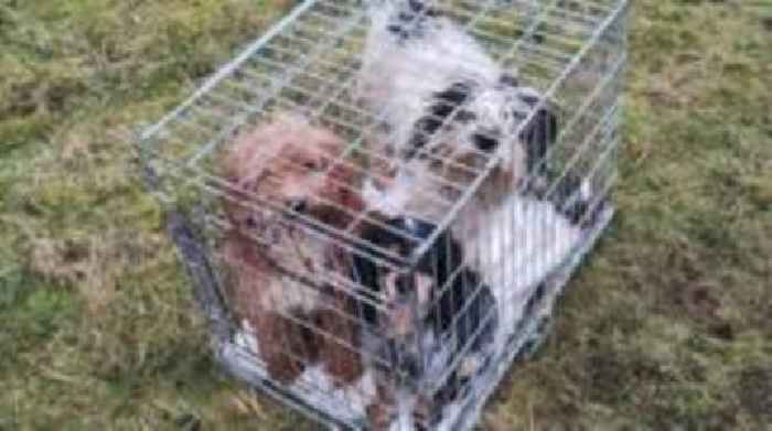 'Disbelief' as caged dogs abandoned at nature spot