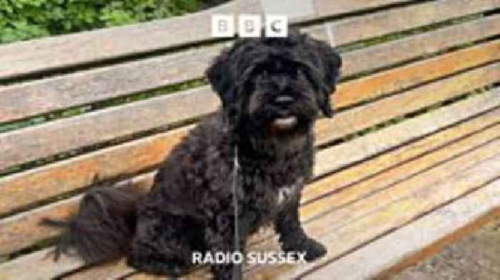 Is this the UK's most forgotten dog?