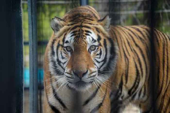 Rescue tiger making his forever home at Noah’s Ark Zoo Farm