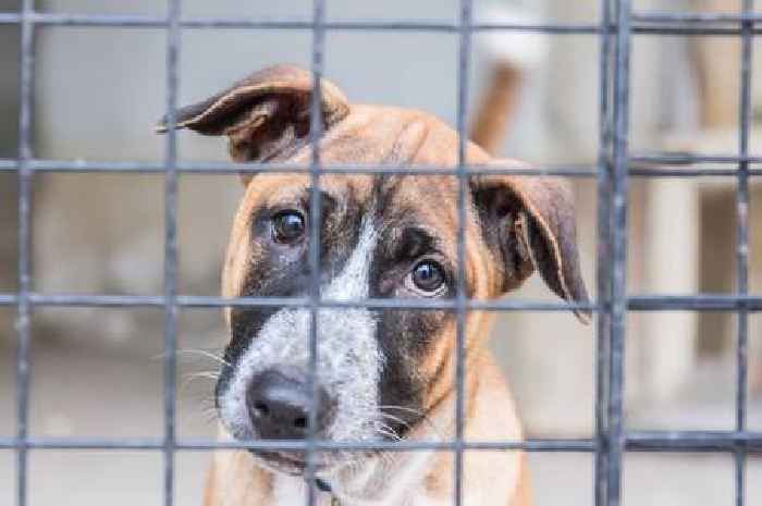 Touching moment dog waiting for a home in kennels performs heartbreaking gesture