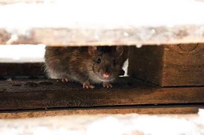 Pest control expert shares one easy hack to stop rats from entering your home