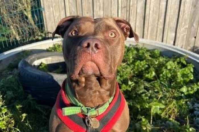 Mastiff cross found tied up and stabbed is ready for forever home