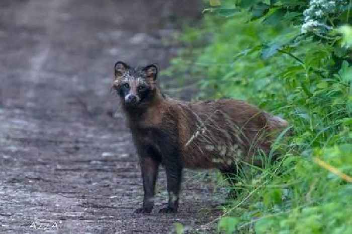 People urged 'do not approach' escaped and 'unpredictable' wild animal on loose in Wales