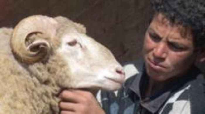 Don't slaughter sheep for Eid, king tells Moroccans