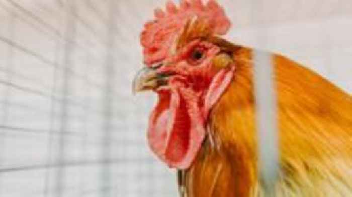 How worried should we be about bird flu?