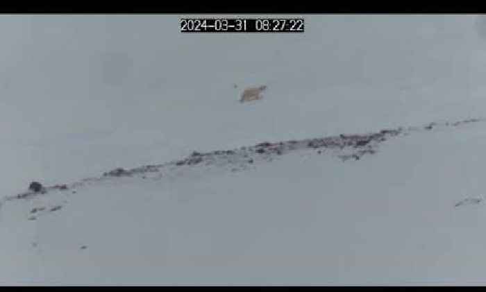 See the first moments when 3 polar bear cubs emerge from their den