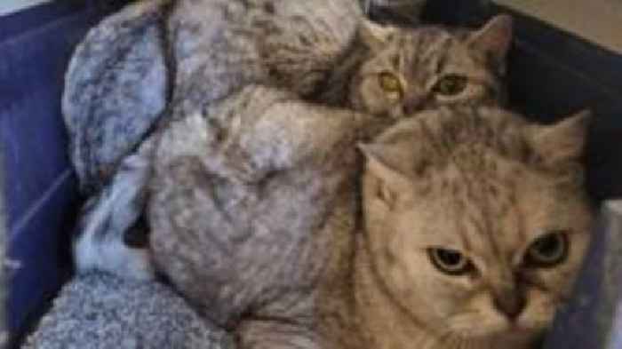 Rare breed kittens abandoned in a shopping bag