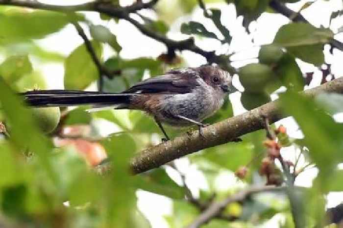 You risk being fined or even jailed if you do this one thing in your garden at the wrong time