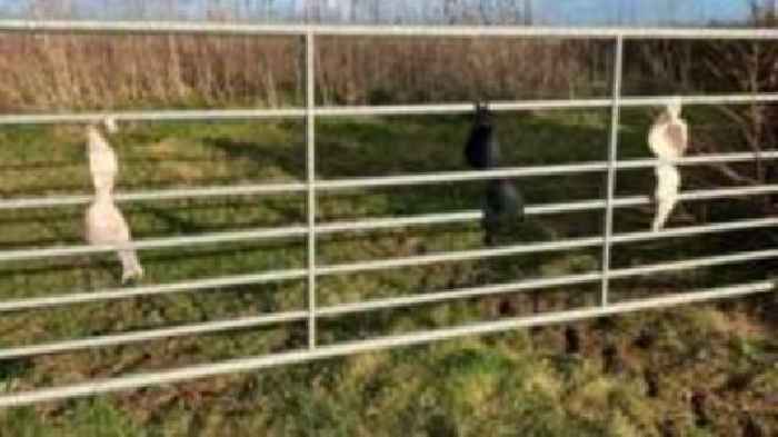 Un-bra-lievable: Mystery as undies tied to fences