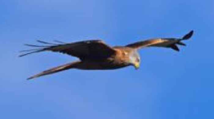 Red kite found shot dead in Aberdeenshire