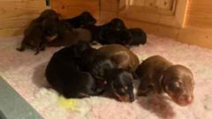 Dachshund surprises owner with 11 puppies