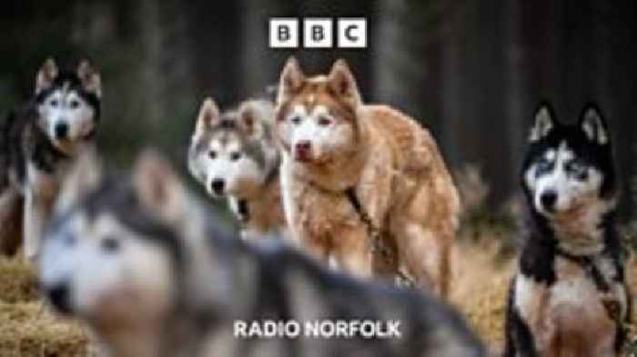 Siberian Husky racing… in Thetford