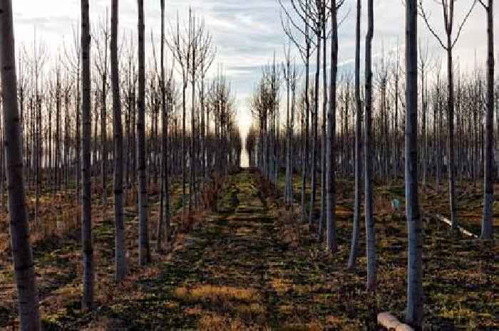 Thousands of trees to be planted in 17 places in Derbyshire countryside