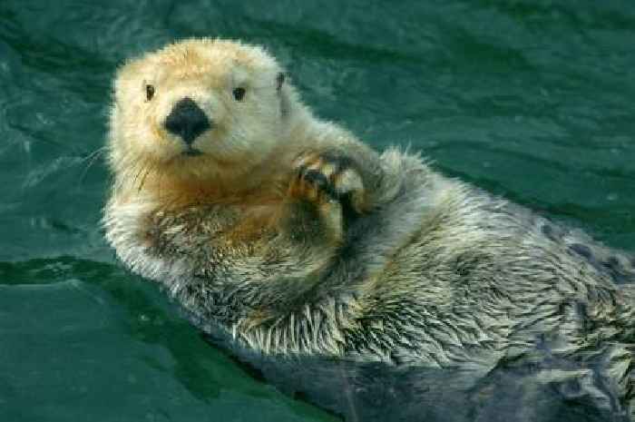 Wild otter has best reaction to seeing her favourite human that melts hearts