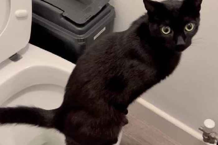 Cat caught on camera using a toilet like people