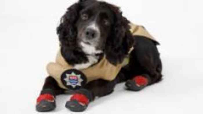 London's longest-serving fire dog to retire