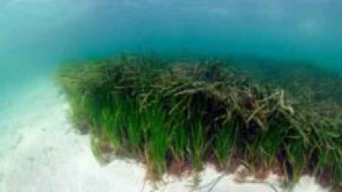 Project to restore 'wonder plant' lost from Scotland's coasts