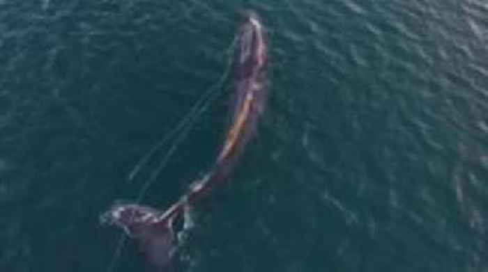 Sperm whale entangled in rope off coast of Skye