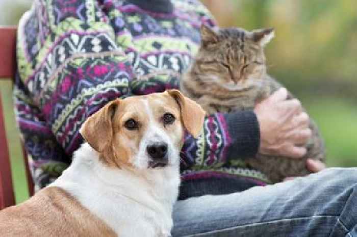 Having a dog or cat may help your child's immune system, scientists say