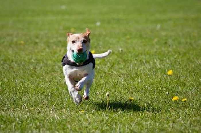 Devon woman fined £1,500 for failing to keep dogs on leads