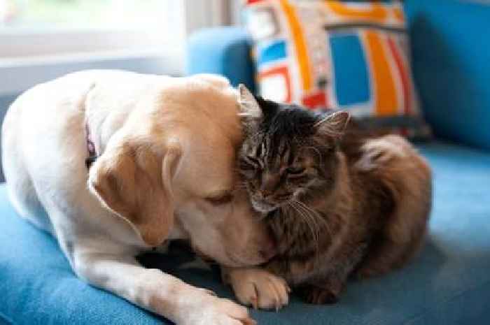 Owning these two pets may help your child's immune system, scientists say