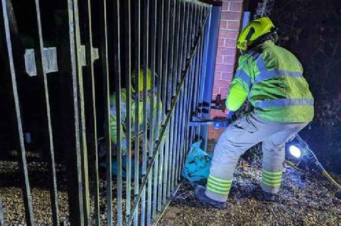 Deer rescued in Surrey after being caught in stressful situations