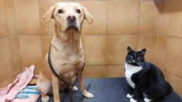 Guide dog kennel cat rules the roost