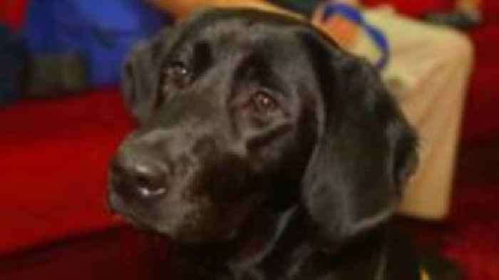 Watch: Guide dog puppies learn theatre etiquette