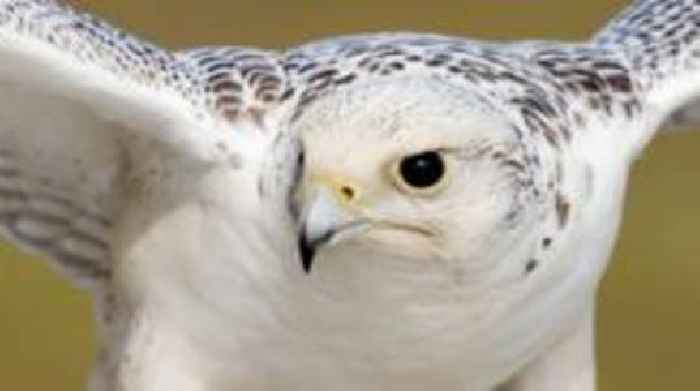 Gyrfalcon swoops into Inverness to scare gulls